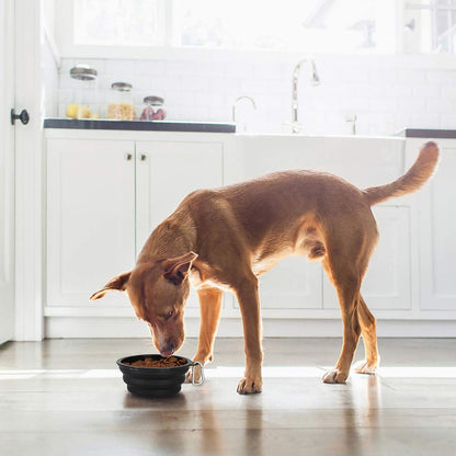 Large Collapsible Dog Bowls - 2 Pack, 34 Oz Foldable Travel Bowls for Pets